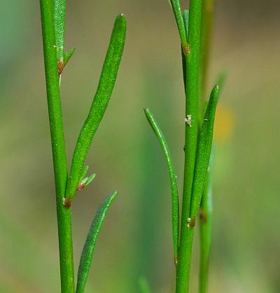 Nuttallanthus_canadensis_stems.jpg