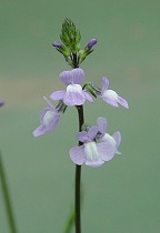 Nuttallanthus canadensis thumbnail