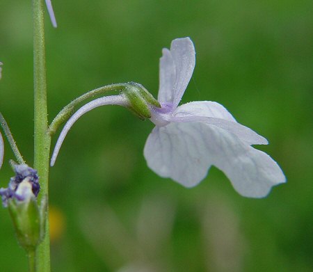 Nuttallanthus_texanus_calyx.jpg