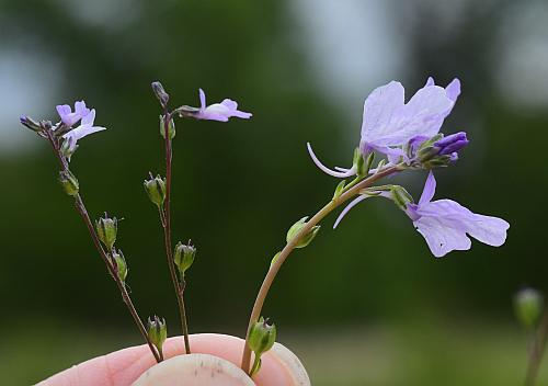 Nuttallanthus_texanus_comparison.jpg