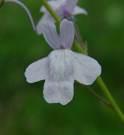 Nuttallanthus_texanus_flower.jpg