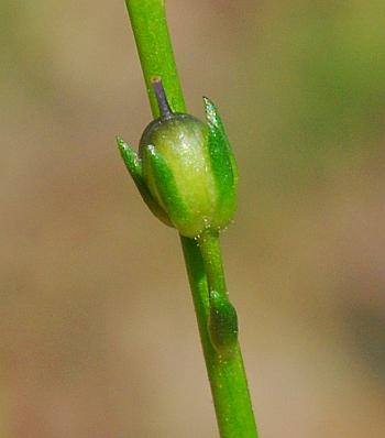 Nuttallanthus_texanus_fruit.jpg