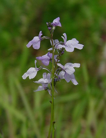 Nuttallanthus_texanus_inflorescence.jpg