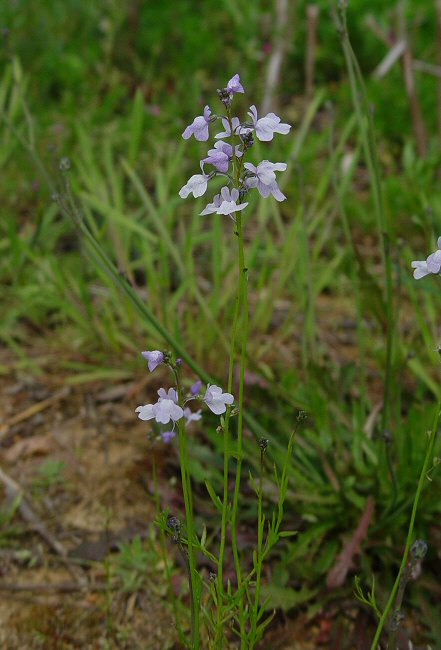 Nuttallanthus_texanus_plant.jpg