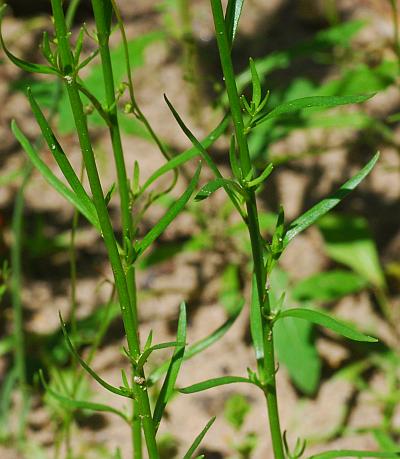 Nuttallanthus_texanus_stems.jpg