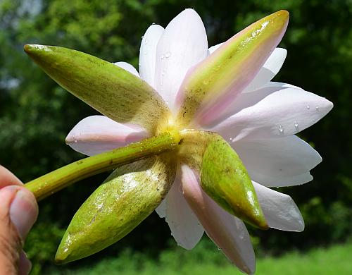 Nymphaea_odorata_calyx.jpg