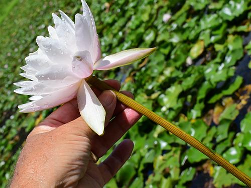 Nymphaea_odorata_flower.jpg