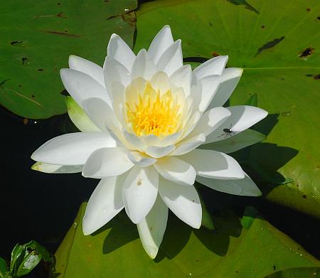 Nymphaea_odorata_flower1.jpg