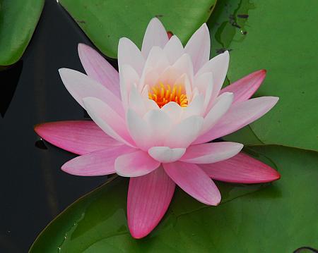 Nymphaea_odorata_flower3.jpg