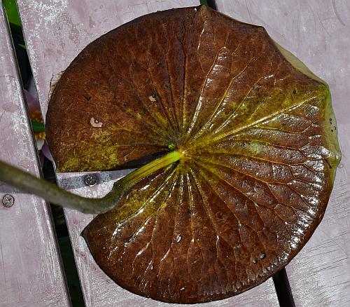 Nymphaea_odorata_leaf2.jpg