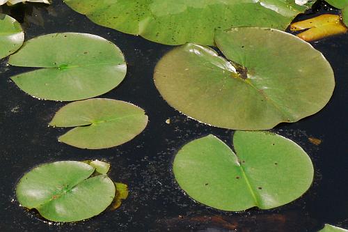 Nymphaea_odorata_leaves1.jpg