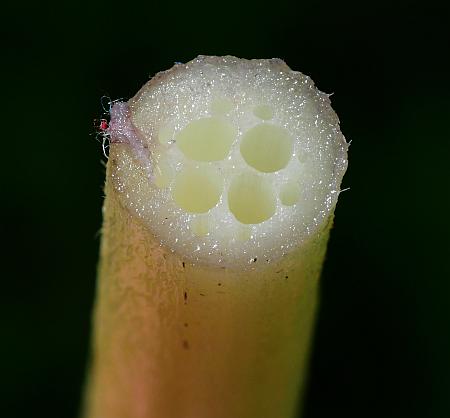 Nymphaea_odorata_petiole.jpg