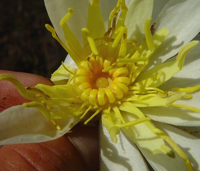 Nymphaea_odorata_pistil.jpg