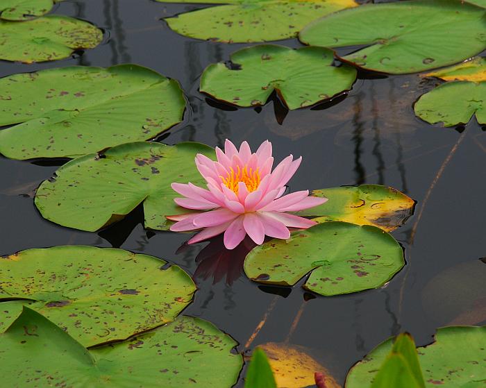 Nymphaea_odorata_plant.jpg