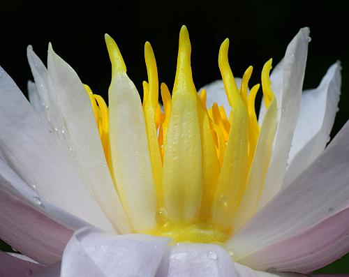 Nymphaea_odorata_staminodes.jpg