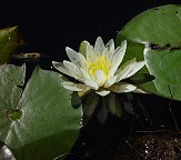 Nymphaea odorata thumbnail