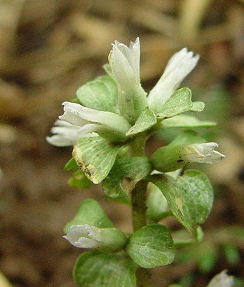 Obolaria_virginica_flowers.jpg