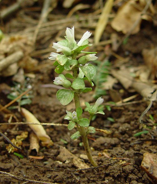 Obolaria_virginica_plant.jpg