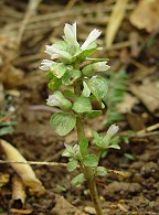 Obolaria virginica thumbnail