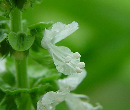 Ocimum_basilicum_flowers1.jpg