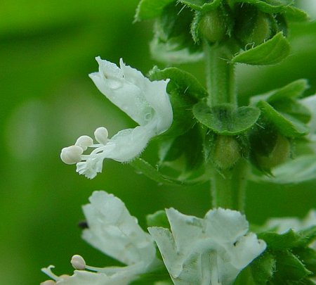 Ocimum_basilicum_flowers2.jpg