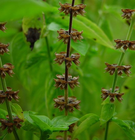 Ocimum_basilicum_fruits.jpg