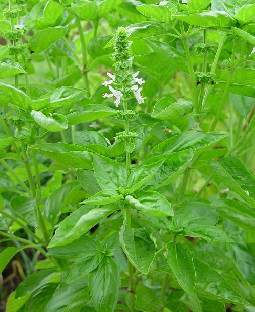 Ocimum_basilicum_plant.jpg