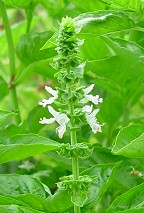 Ocimum basilicum thumbnail