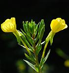 Oenothera biennis thumbnail