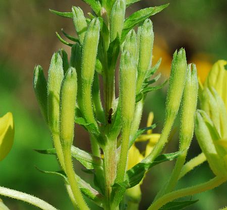 Oenothera_clelandii_buds.jpg