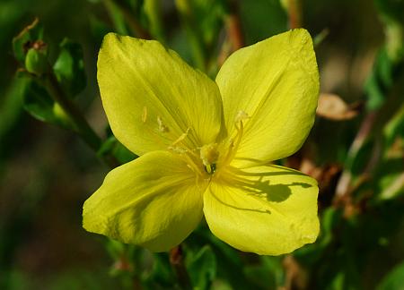 Oenothera_clelandii_corolla.jpg