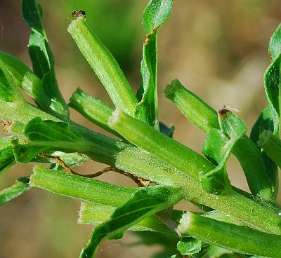 Oenothera_clelandii_fruits.jpg