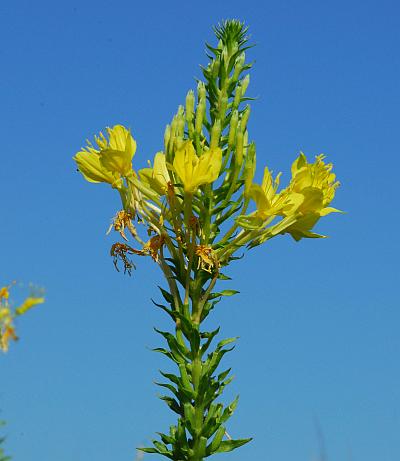 Oenothera_clelandii_inflorescence.jpg