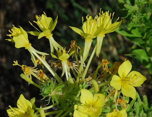 Oenothera_clelandii_inflorescence2.jpg