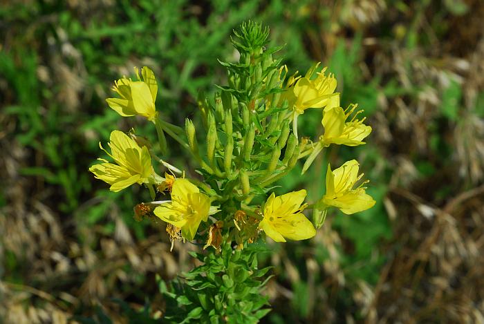 Oenothera_clelandii_plant.jpg