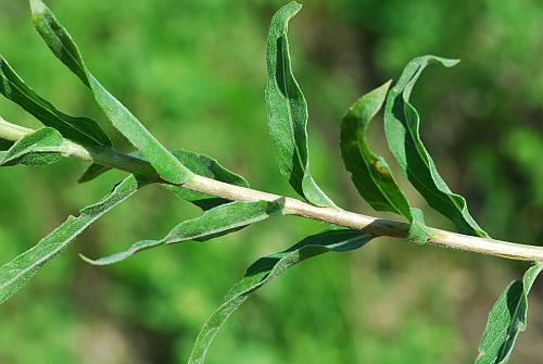 Oenothera_clelandii_stem.jpg