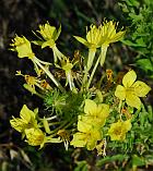 Oenothera clelandii thumbnail