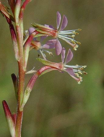 Oenothera_curtiflora_calyx.jpg