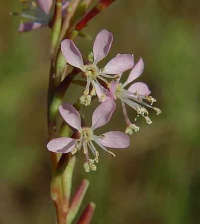 Oenothera_curtiflora_flower.jpg