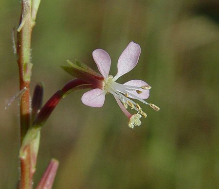 Oenothera_curtiflora_flower2.jpg