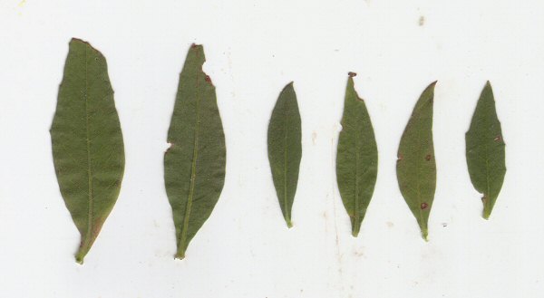 Oenothera_curtiflora_leaves.jpg