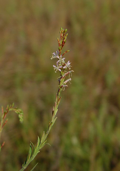 Oenothera_curtiflora_plant.jpg