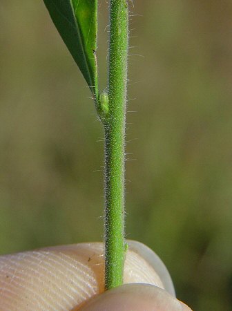 Oenothera_curtiflora_stem.jpg