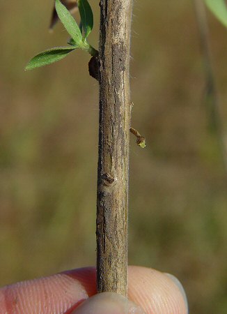 Oenothera_curtiflora_stem2.jpg