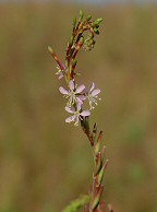 Oenothera curtiflora thumbnail