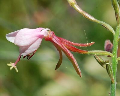 Oenothera_filiformis_calyx.jpg