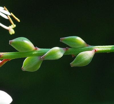 Oenothera_filiformis_fruits.jpg