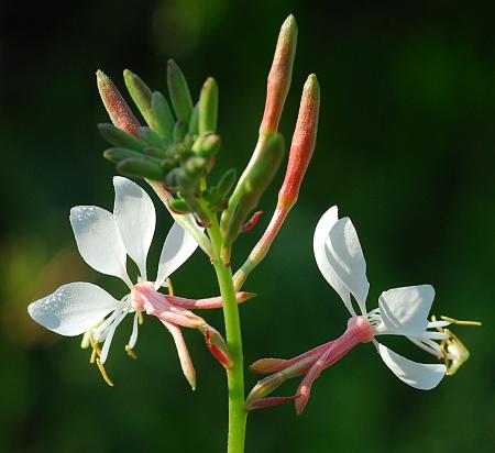 Oenothera_filiformis_inflorescence.jpg