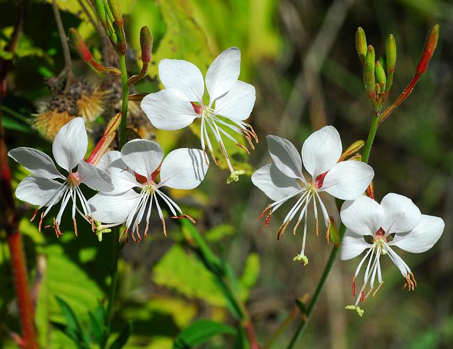 Oenothera_filiformis_plant.jpg