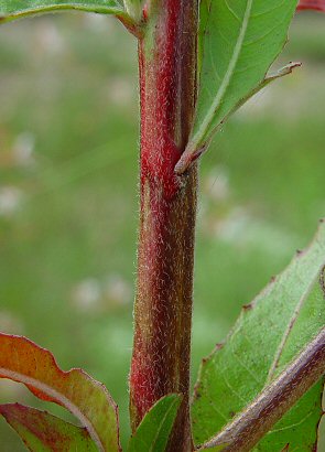 Oenothera_filiformis_stem.jpg